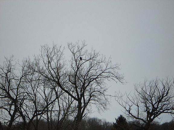 See the Eagle from Kitchen