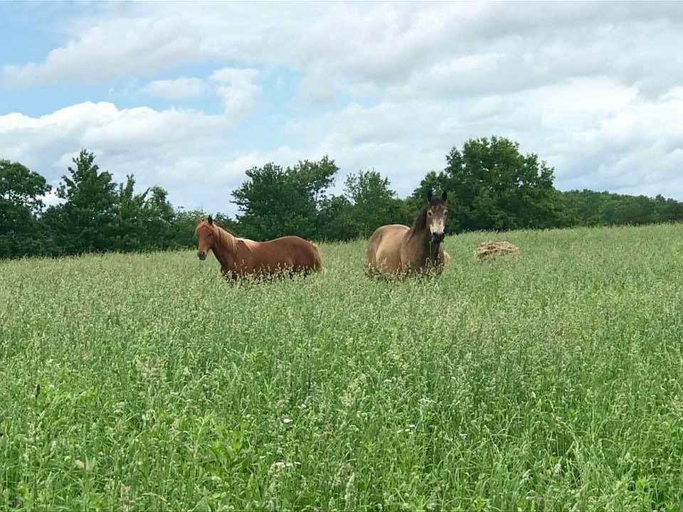 This season (2017) hay field