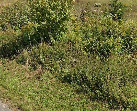 4th image of Taylor Lake Rd