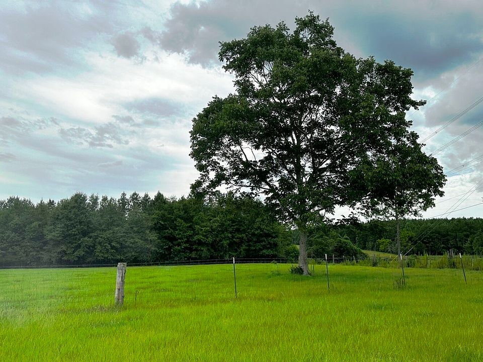 large pecan tree in pasture