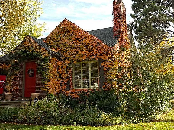 Boston Ivy fall