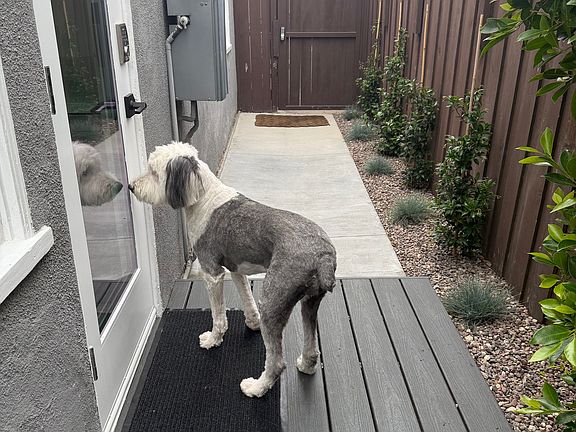 Waiting to enter her new home. This could be your loved pups!