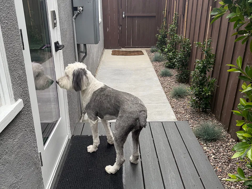 Waiting to enter her new home. This could be your loved pups!