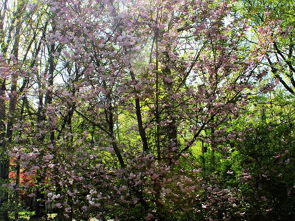Kwanza Cherry Tree