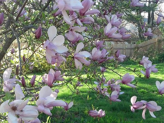 Magnolia Tree
