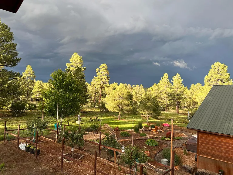 Forest View