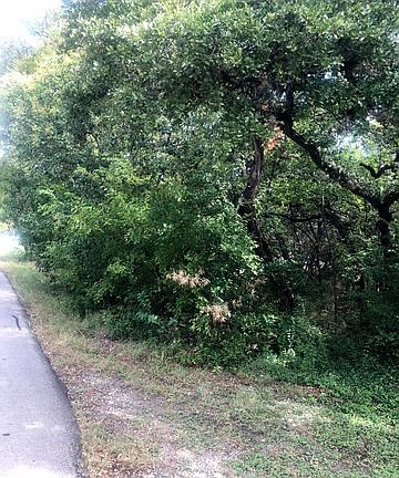 2nd image of 7624 Shady Hollow Ln