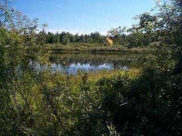 View of Turtle River