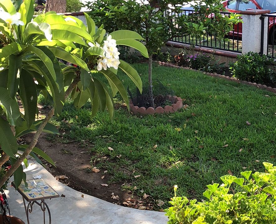 Front Yard