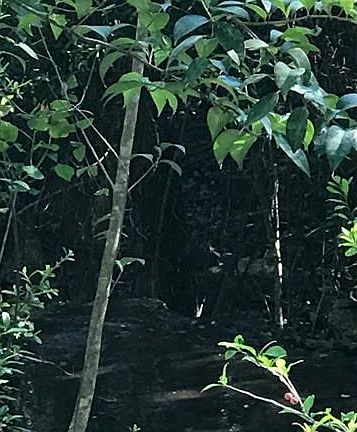 Wet weather creek on northeast side of property