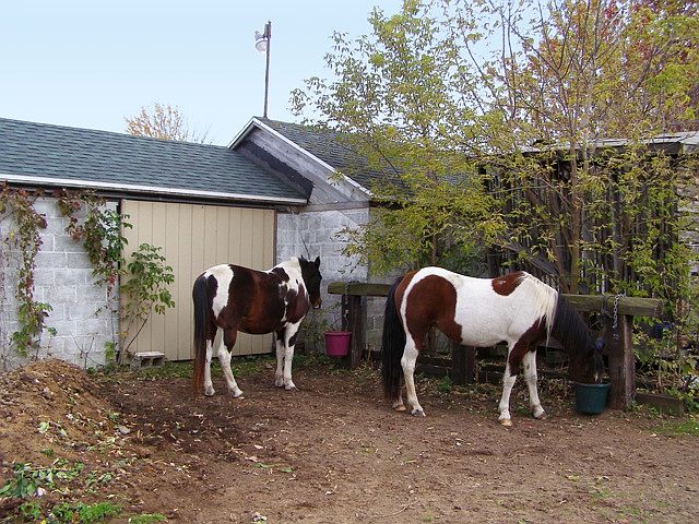 Horse ready!!!