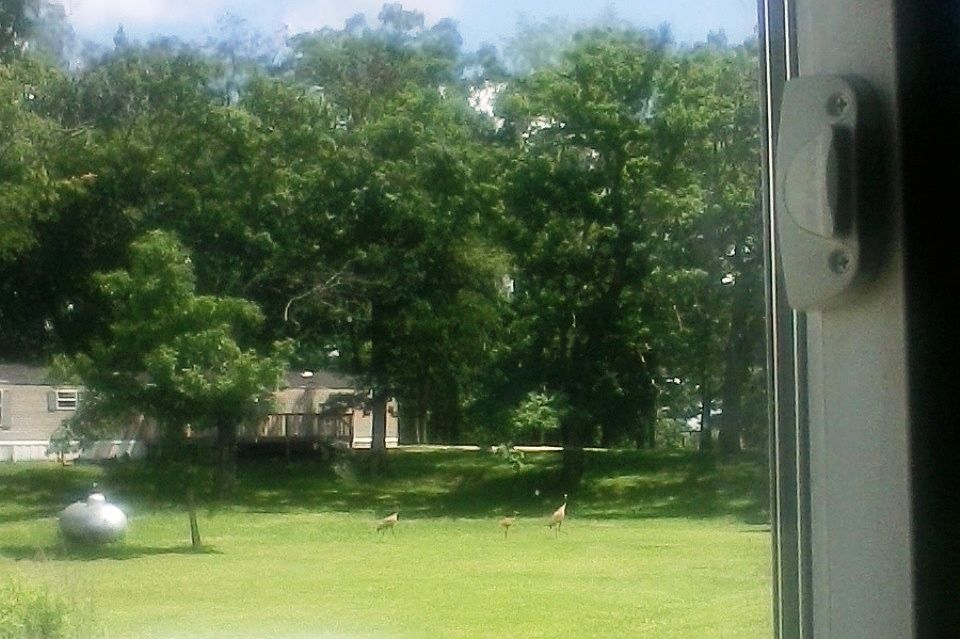 A Sand Hill Crane family