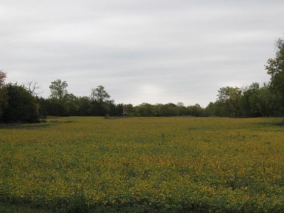 Middle bean field, deer stan