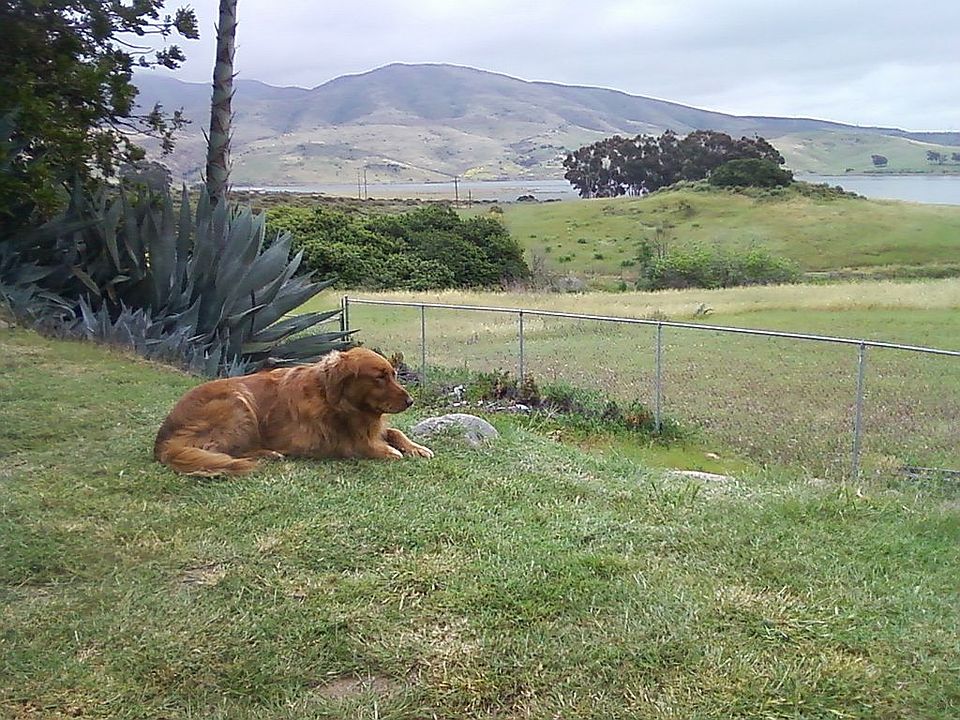 Max is relaxing in the yard.