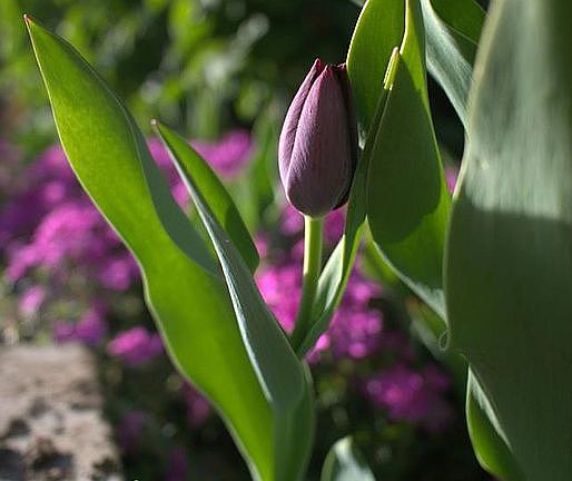 Spring Tulips over 100