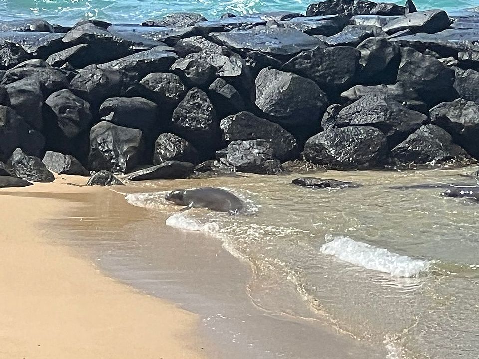 Monk Seals on Sandy Beach