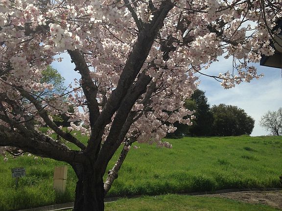 Spring in Canyon lakes, Frontside