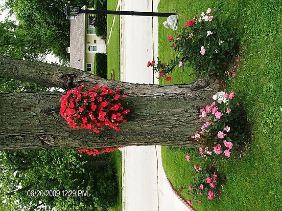 front maple tree with roses 'round it