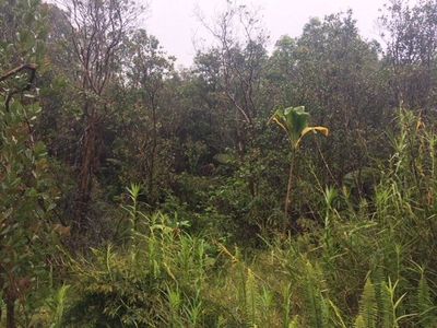 Road 1 Lot 35, Volcano, HI, 96785