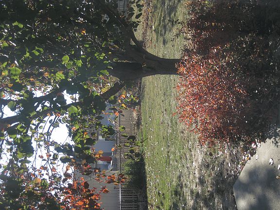 Fenced Back Yard