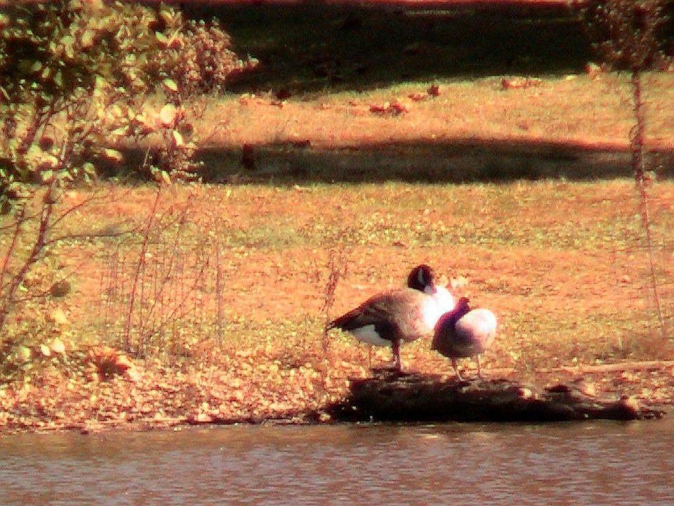 Wildlife requents the lake