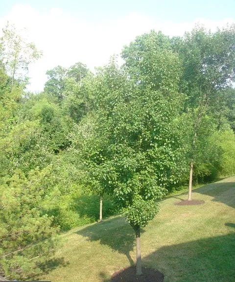 6348 Gray Sea Way — Photo 20