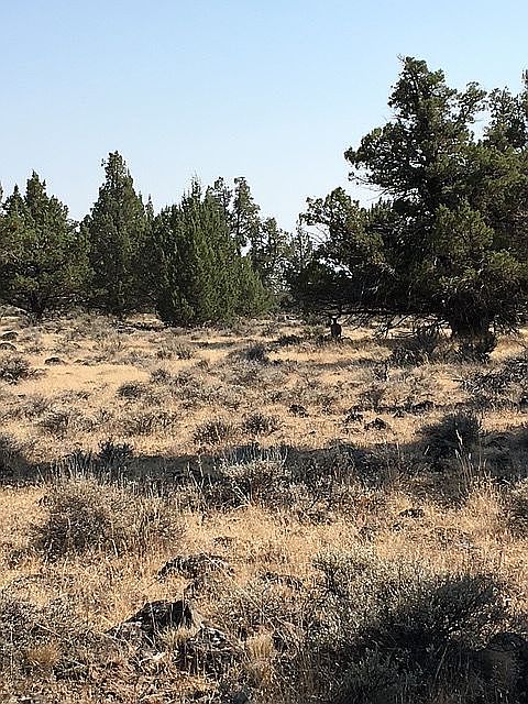1st image of LOT 1 Mule Deer Ln