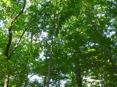 LOT 2 Forest Dr #3, Graham, NC, 27253