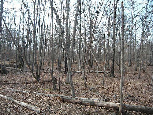 2nd image of White Rd