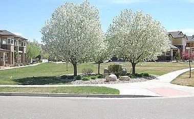 4th image of 5044 Cinquefoil Ln