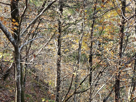5th image of Quiet Woods Ln