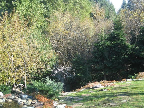 backyard while no drought