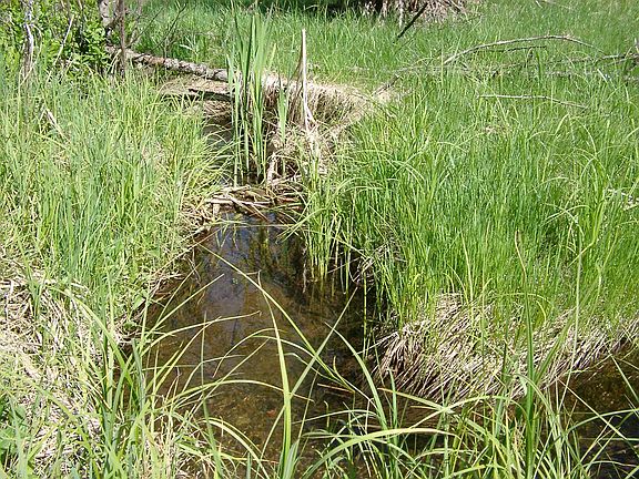 Creek = North property line