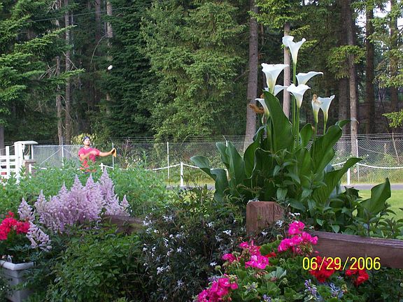 Beautiful Flower Garden