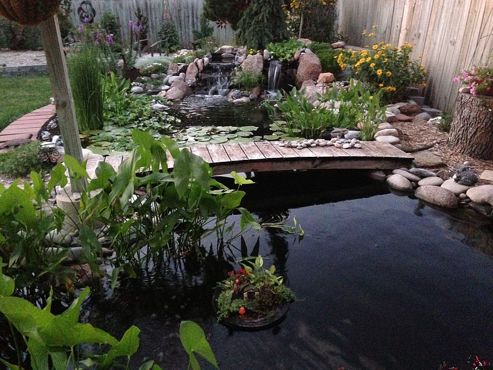 Back yard pond.