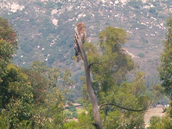 Hawk in Yard