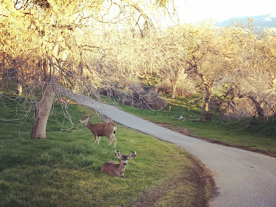 Driveway View