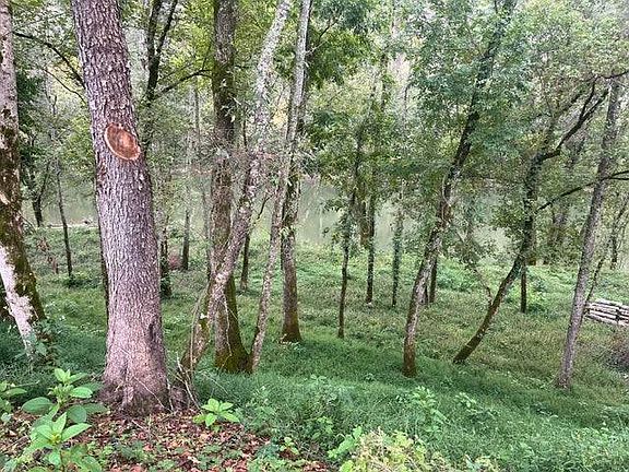 4th image of 22 Monkey Bluff Rd