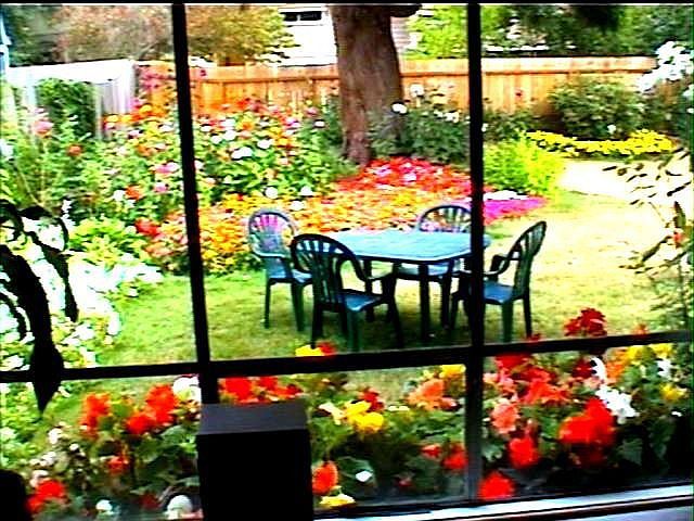 Back Yard From Livingroom Window