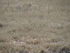 3rd image of 5010 Trumpeter Swan Dr