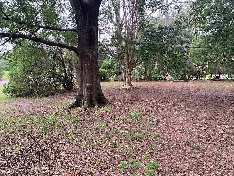 Front Yard (Left of House from Road)