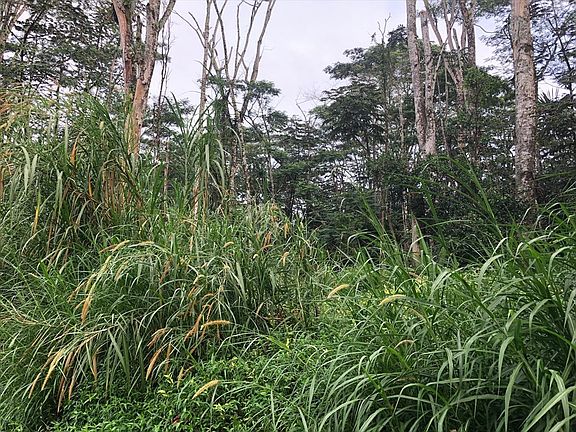 3rd image of Niuhi St Lot 1444
