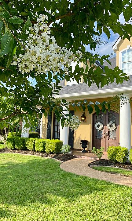 A crepe myrtle sanctuary