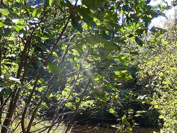 4th image of #tbd180 Wilson Truck Trail