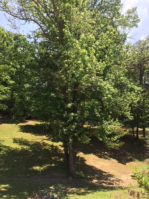 2nd image of 2000 Tiny Branch Spur