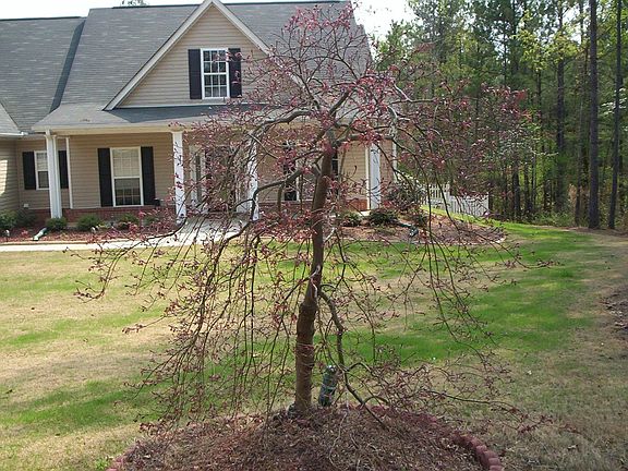 Japanese Maple in Front Lawn