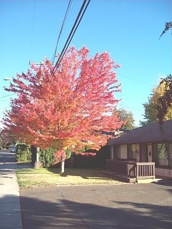 Front yard-Fall