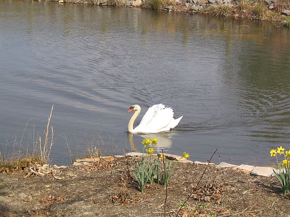 One of our neighbors at our backyard