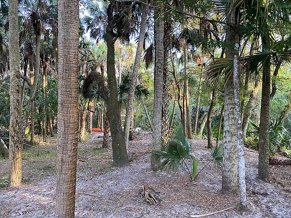 Wooded Backyard