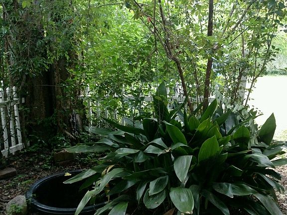 Image 2: Front Yard w/ White Picket Fence
